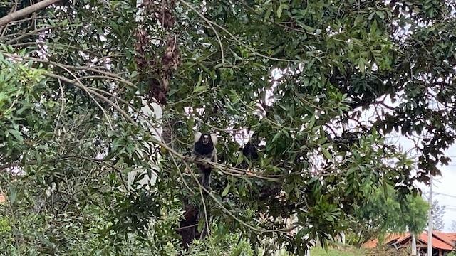 Terreno, 10000 m² - Foto 5