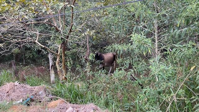 Terreno, 10000 m² - Foto 10