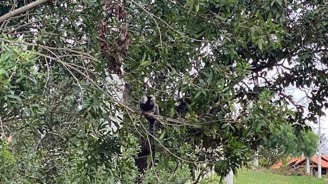 Terreno, 10000 m² - Foto 15