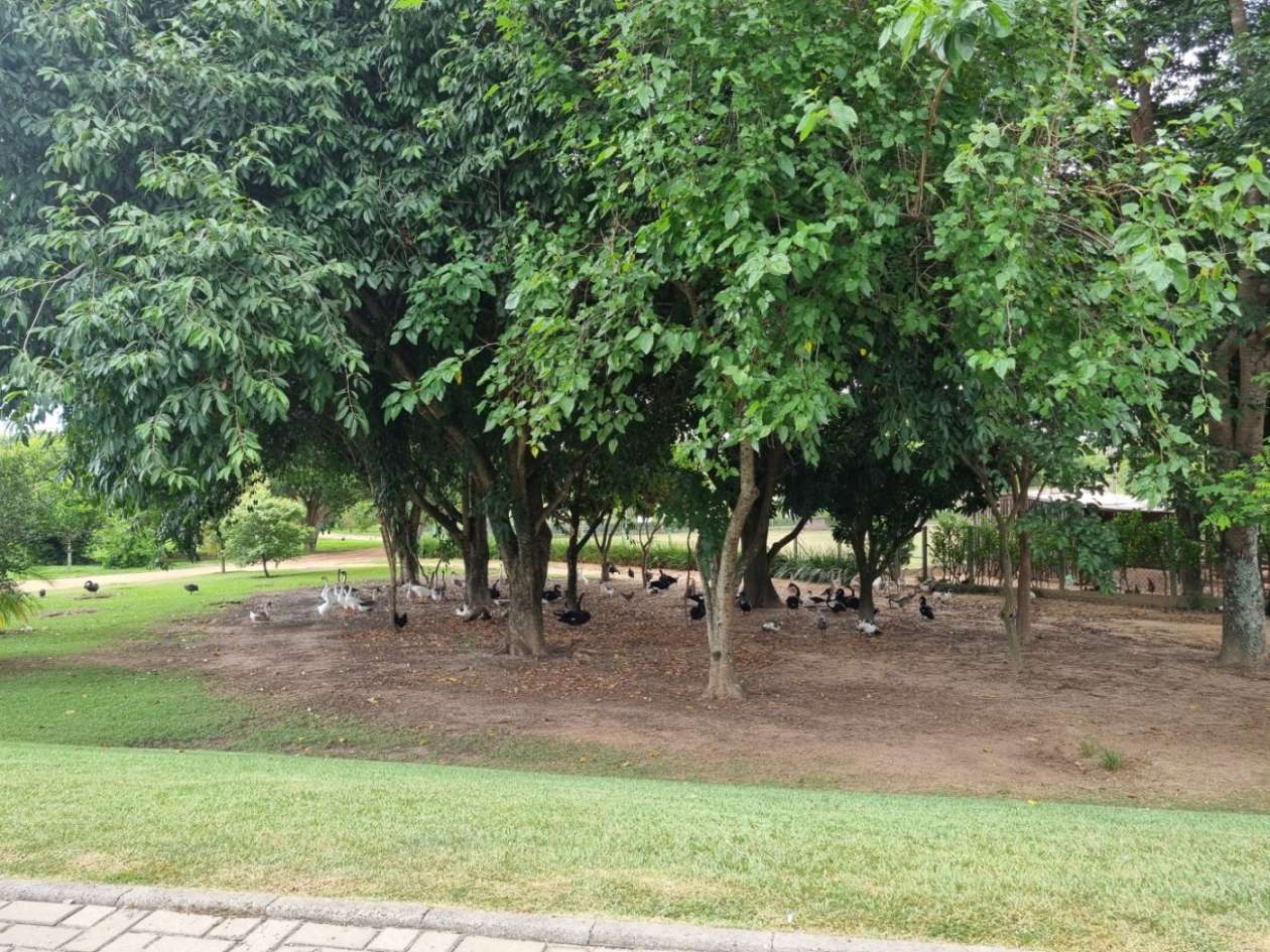 Terreno, 250 m² - Foto 22