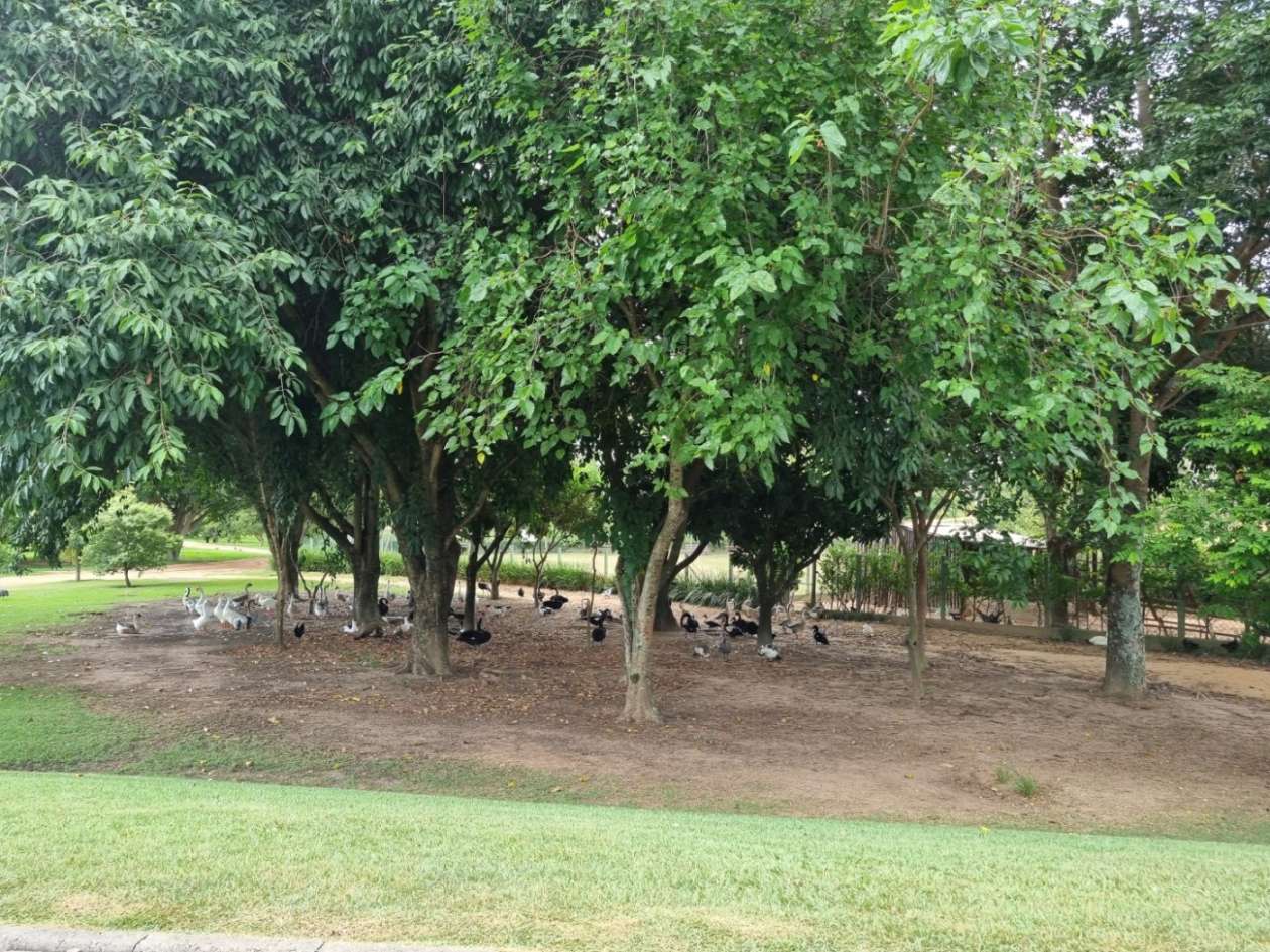 Terreno, 250 m² - Foto 23